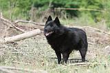 SCHIPPERKE 572